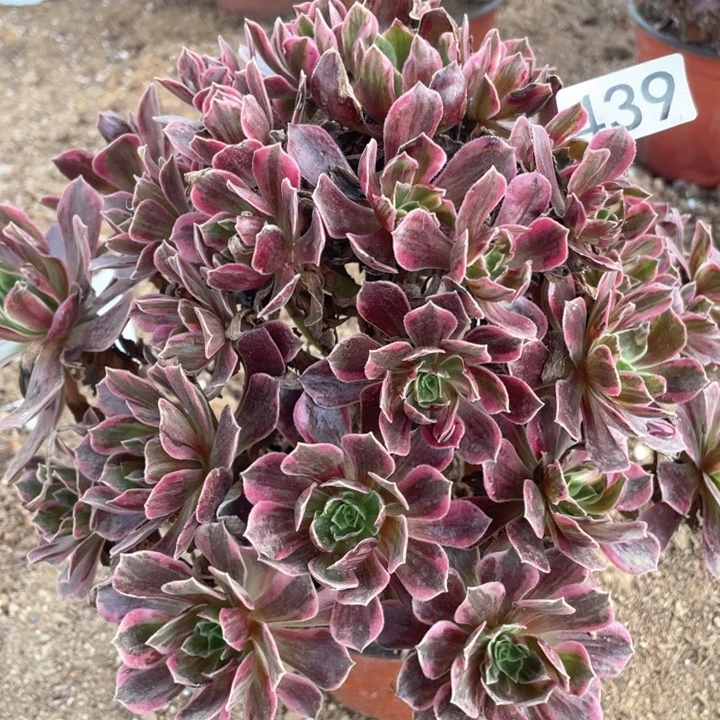 439多肉植物白婚纱