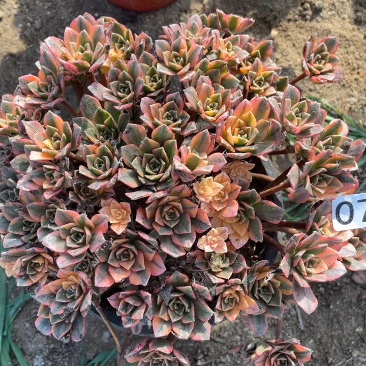 076多肉植物甜茶