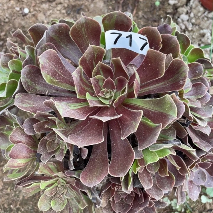 717多肉植物欧若拉