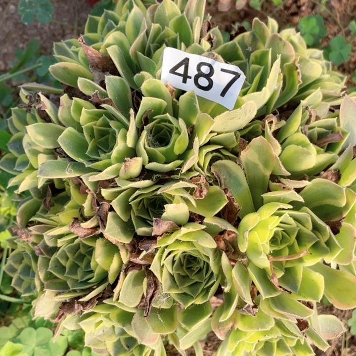 487多肉植物青萌