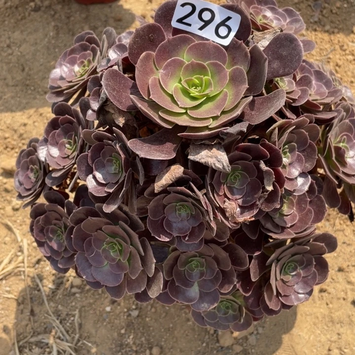 296多肉植物满江红