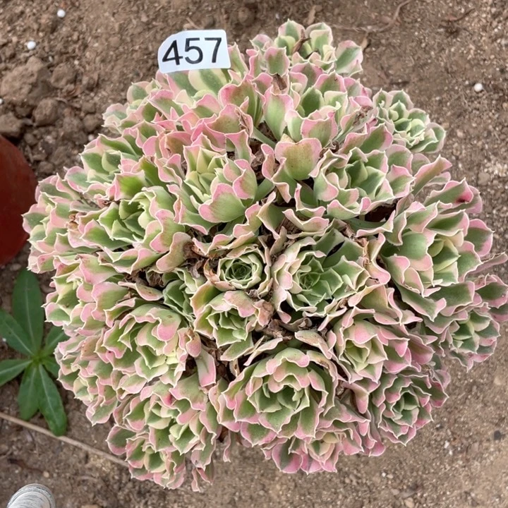 457多肉植物白凤