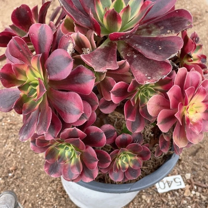 142多肉植物美杜莎