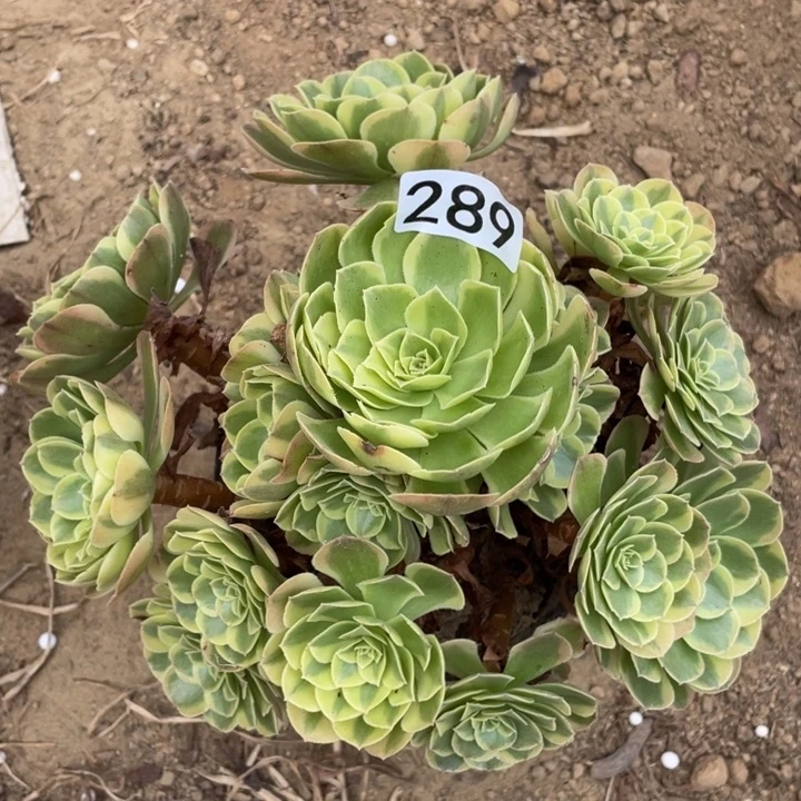 289多肉植物奶白