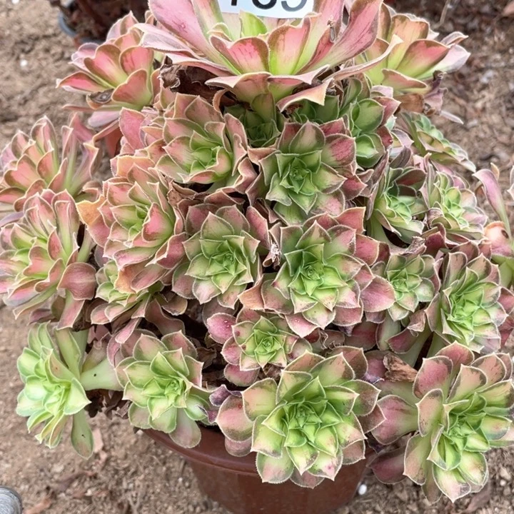 135多肉植物韶华