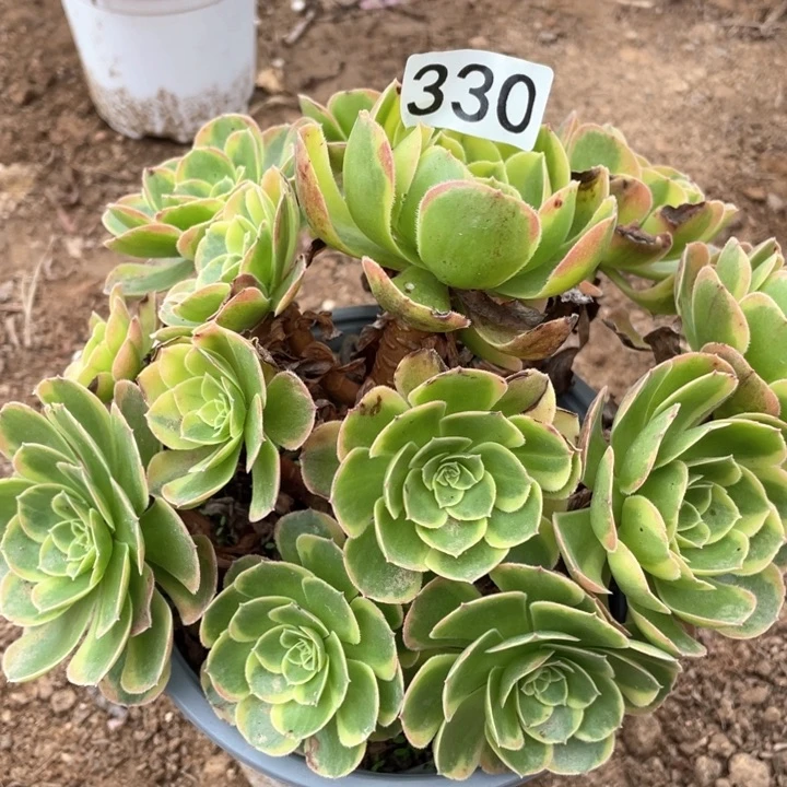 330多肉植物奶白