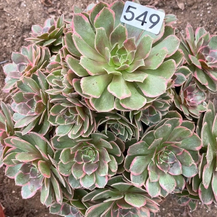 小*主549多肉植物粉花妖