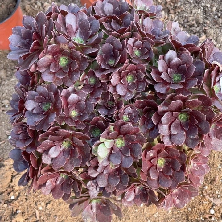 朵*227多肉植物赤焰莲