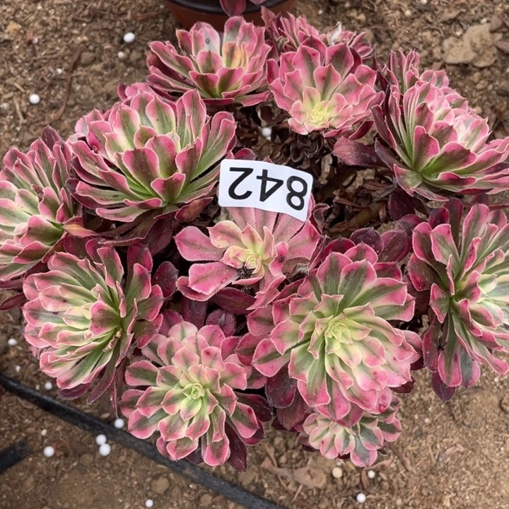 842多肉植物保护红铜