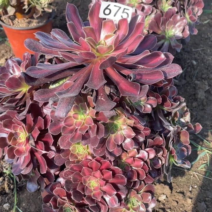 散*?675多肉植物华纳