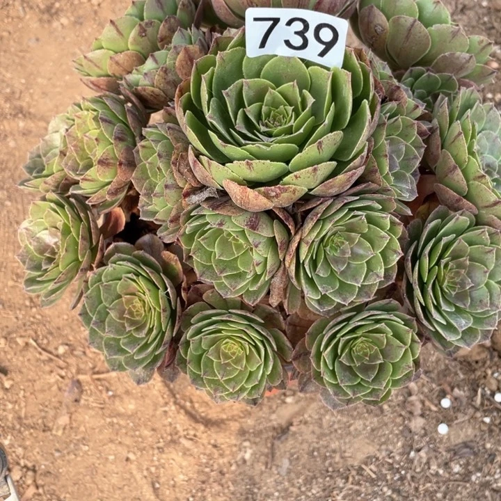 739多肉植物万拉丝