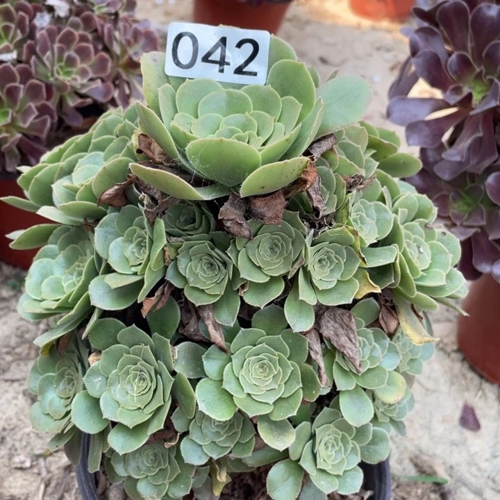 042多肉植物绿玫瑰