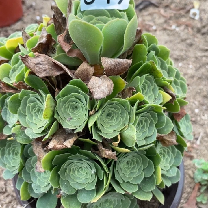 849多肉植物绿玫瑰