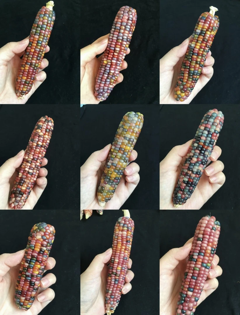 七彩宝石小玉米天然精品文玩手把件汽车挂饰玉米彩色高颜值种子款