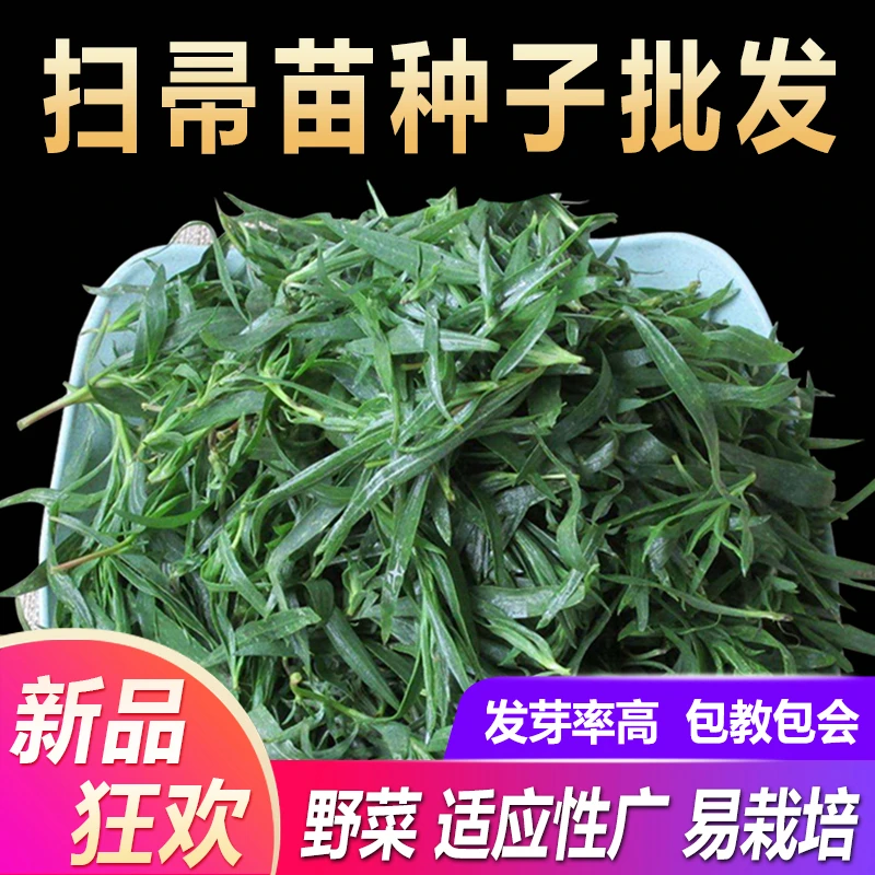 物语之春 扫帚菜种子扫把菜苗种籽地肤子地麦孔雀松野菜盆菜