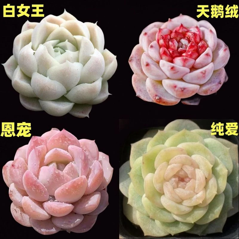 新手适合好养多肉植物纯爱恩宠白女王天鹅绒新手好养绿植花卉盆栽