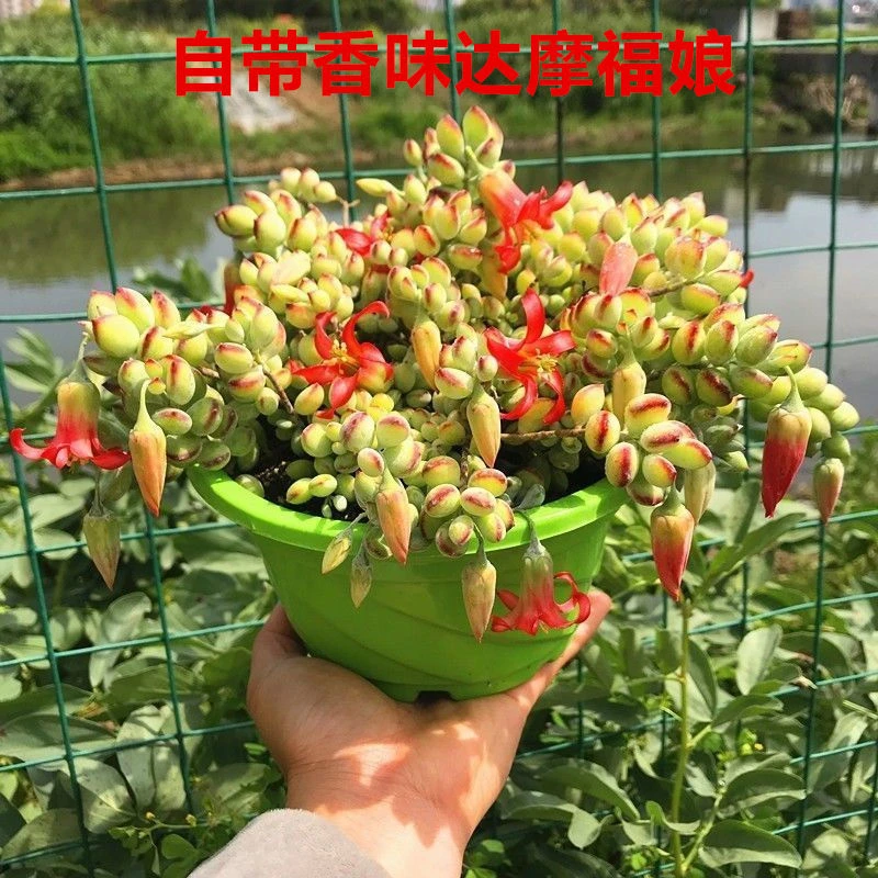 福娘群生多头多肉植物带香味开花趣味绿植花卉盆栽室内盆栽