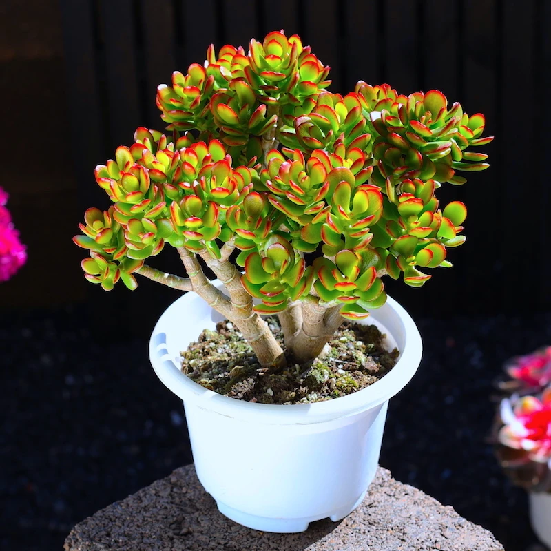 玉树多肉植物组合盆栽招财猫精品绿植吸财树大颗网红室内肉肉老桩