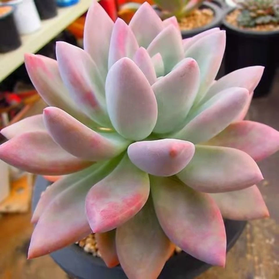 琳娜多肉大胖肉老桩群生盆新手创意精品萌肉绿植花卉