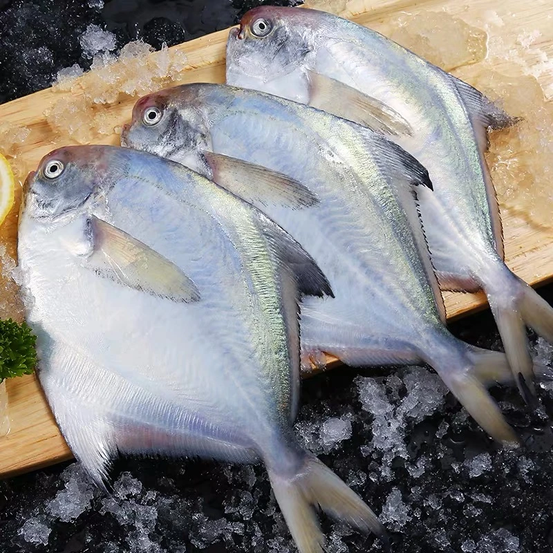新鲜银鲳鱼冷冻海鲜水产鲜活海鱼小鲳鱼昌鱼平鱼鲳鳊鱼晶鱼白鲳鱼