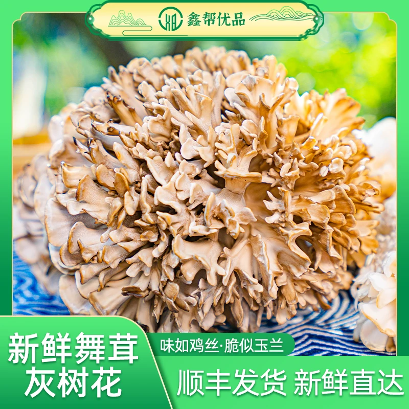 【唐艺专属】新鲜舞茸灰树花160g*3盒营养美味肉质脆嫩爽口新鲜菌菇
