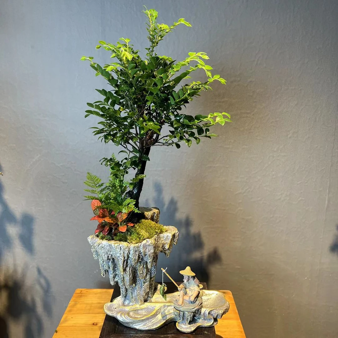 花香植|尊享定制款 峰境幻彩盆单杆紫檀黑骨茶+渔夫观叶造型自然