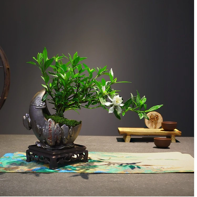 悬崖造型栀子花盆栽客厅室内书房禅意摆件开花浓香净化空气绿植