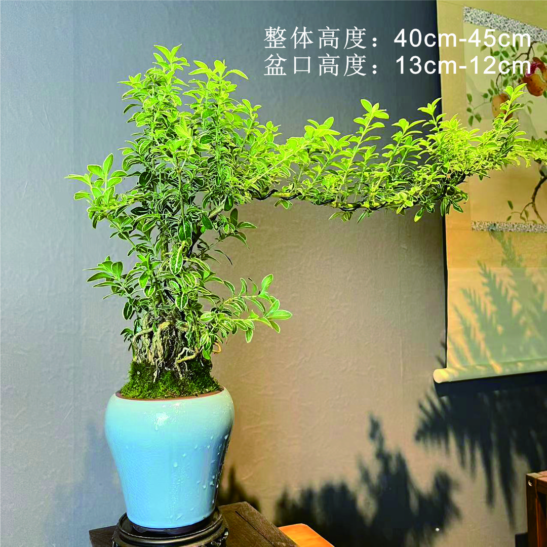 花香植|尊享定制款润兰哥窑搭配种植飘枝造型发货六月雪+09镂空座