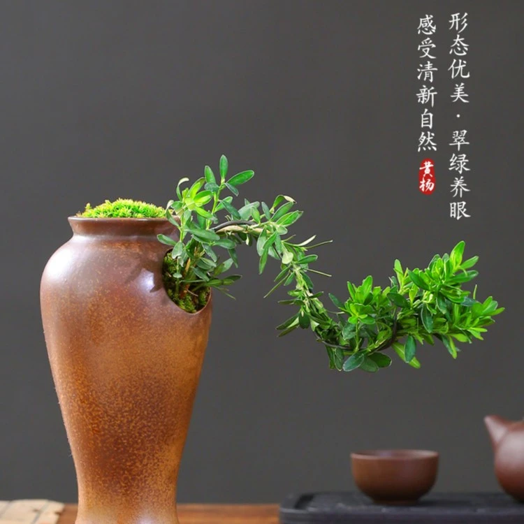 花香植  微景 雀舌黄杨 飘枝盆景 茶桌精致好养 缺口复古陶瓷盆