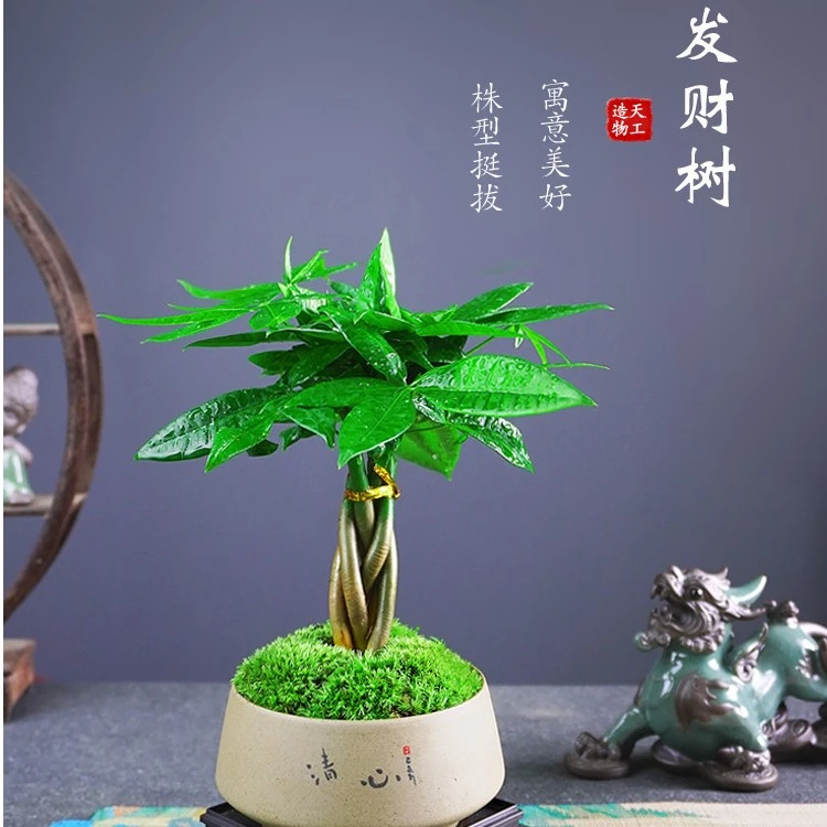 五福发财树盆栽室内办公桌桌面摆件好养易活净化空气招财绿植盆景