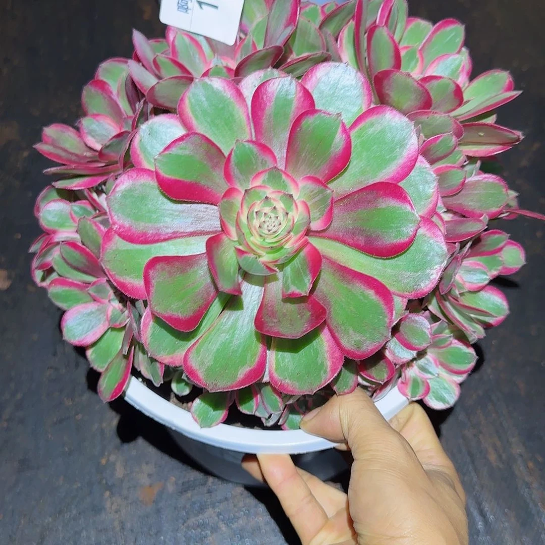 138多肉  云合法师