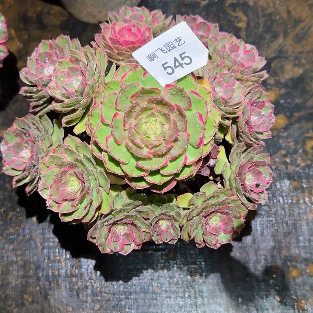 545多肉  粉花妖法师