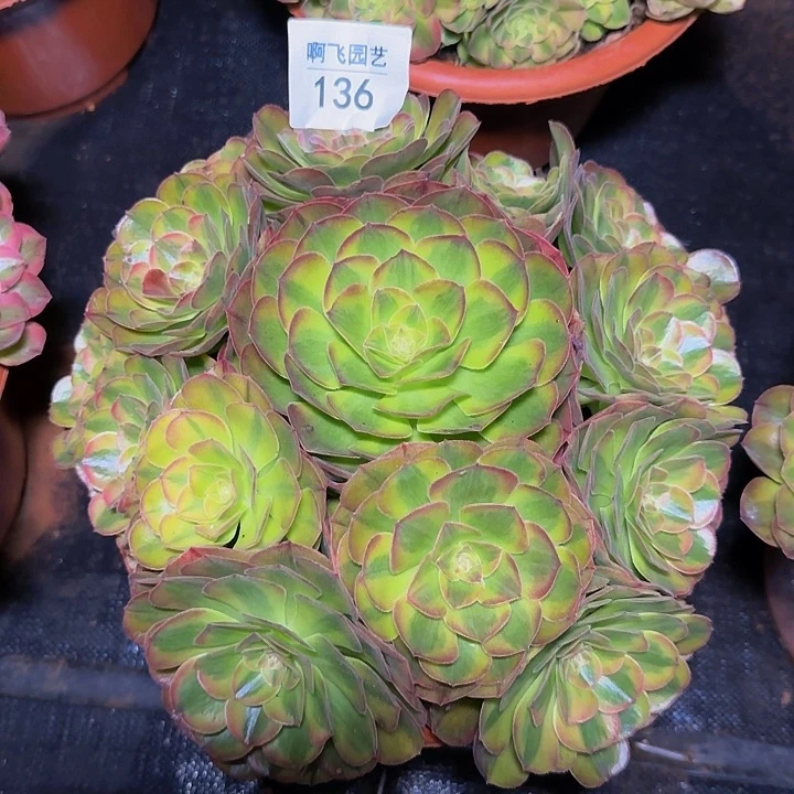 你****哟136多肉  轮回 法师  寄养
