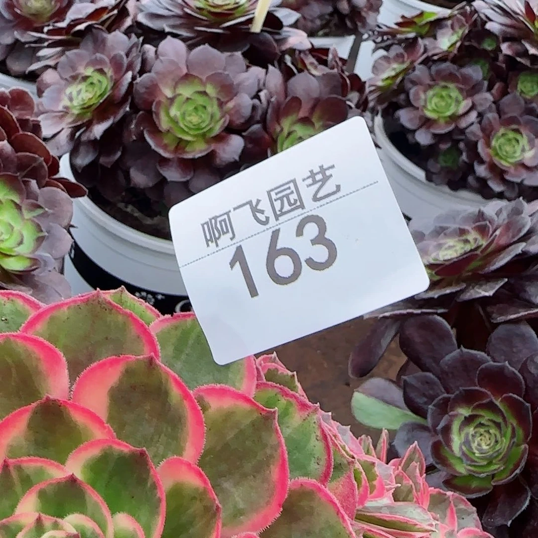 小**?163多肉  中奖  小海王