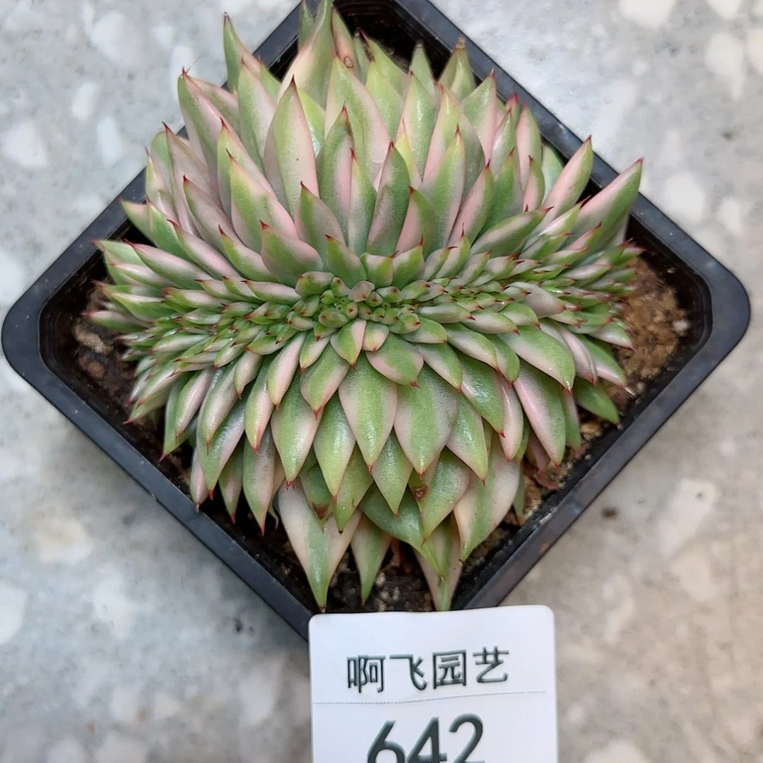 V*V642多肉   中奖艾克魂