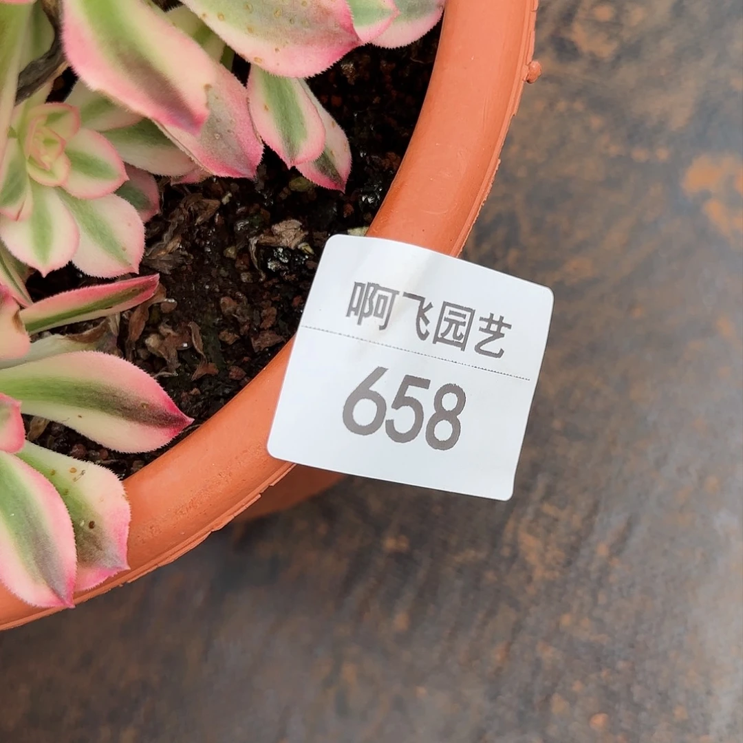 m**_658多肉  中奖海王一颗