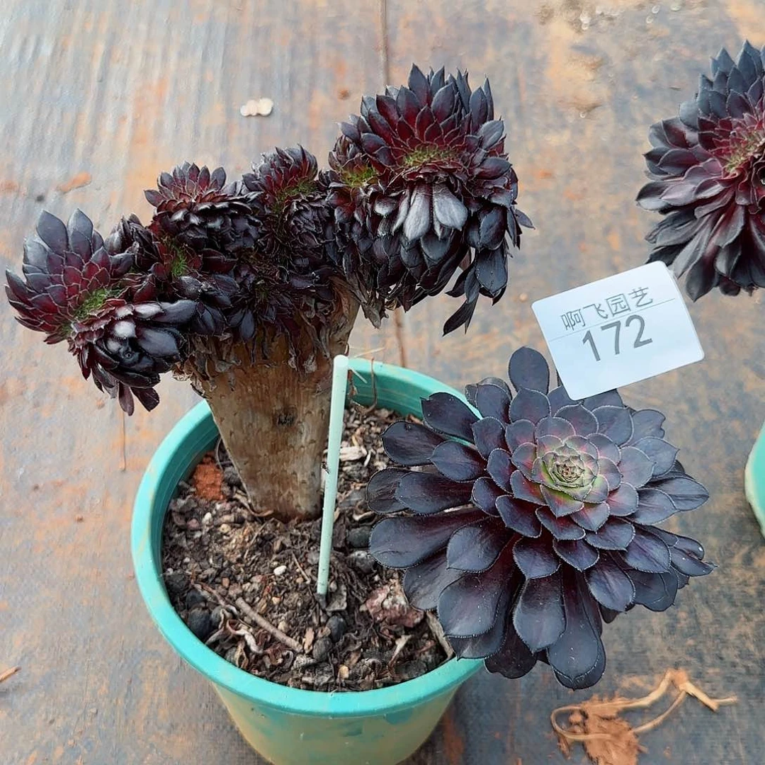 172多肉  铜壶中班缀