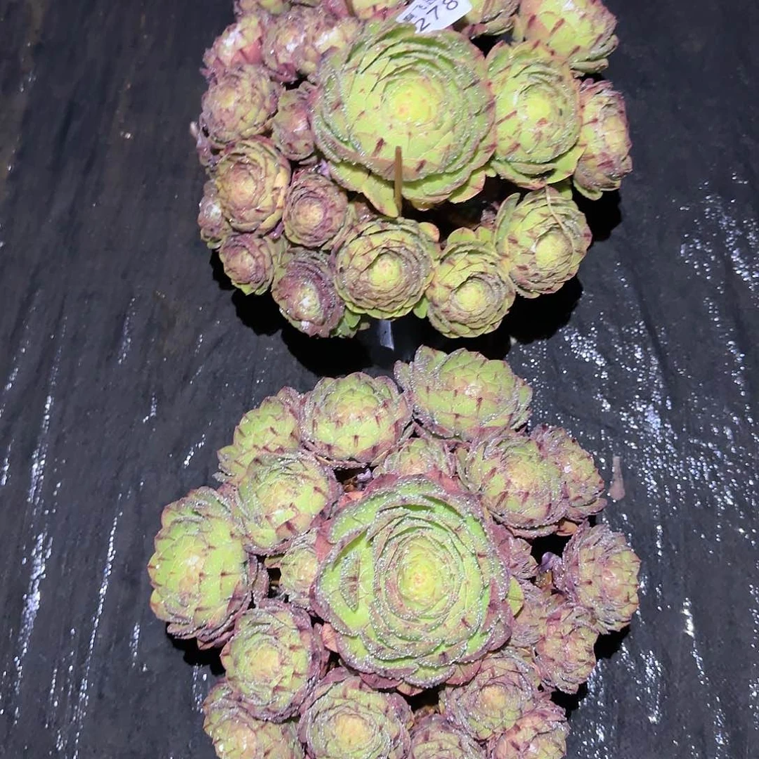 〽️278多肉 灰拉丝 2颗寄养