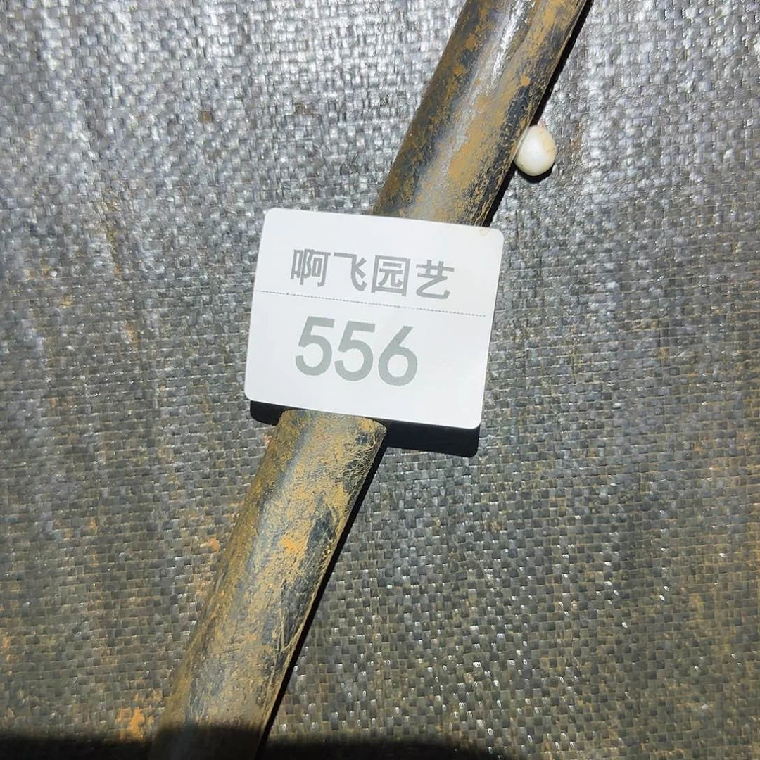 家*看556多肉   中奖小海王