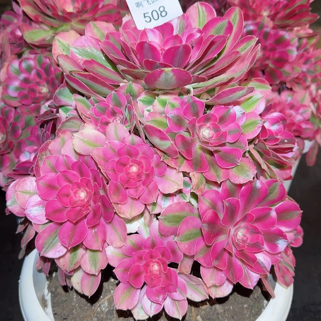 我****火中奖法师 小海王一颗