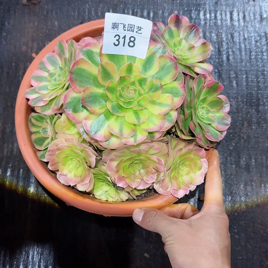 拉****3318多肉  雨荷法师