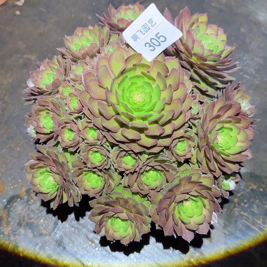 半*桃305多肉  桃花石法师