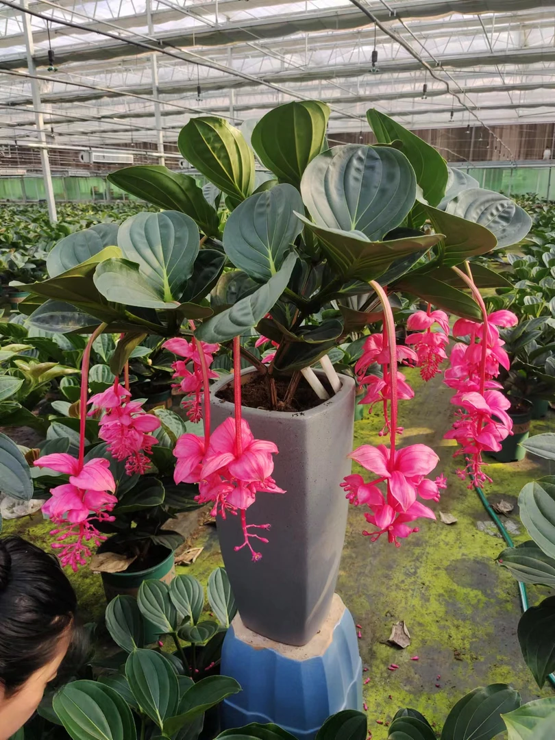 荷兰进口宝莲灯多规格