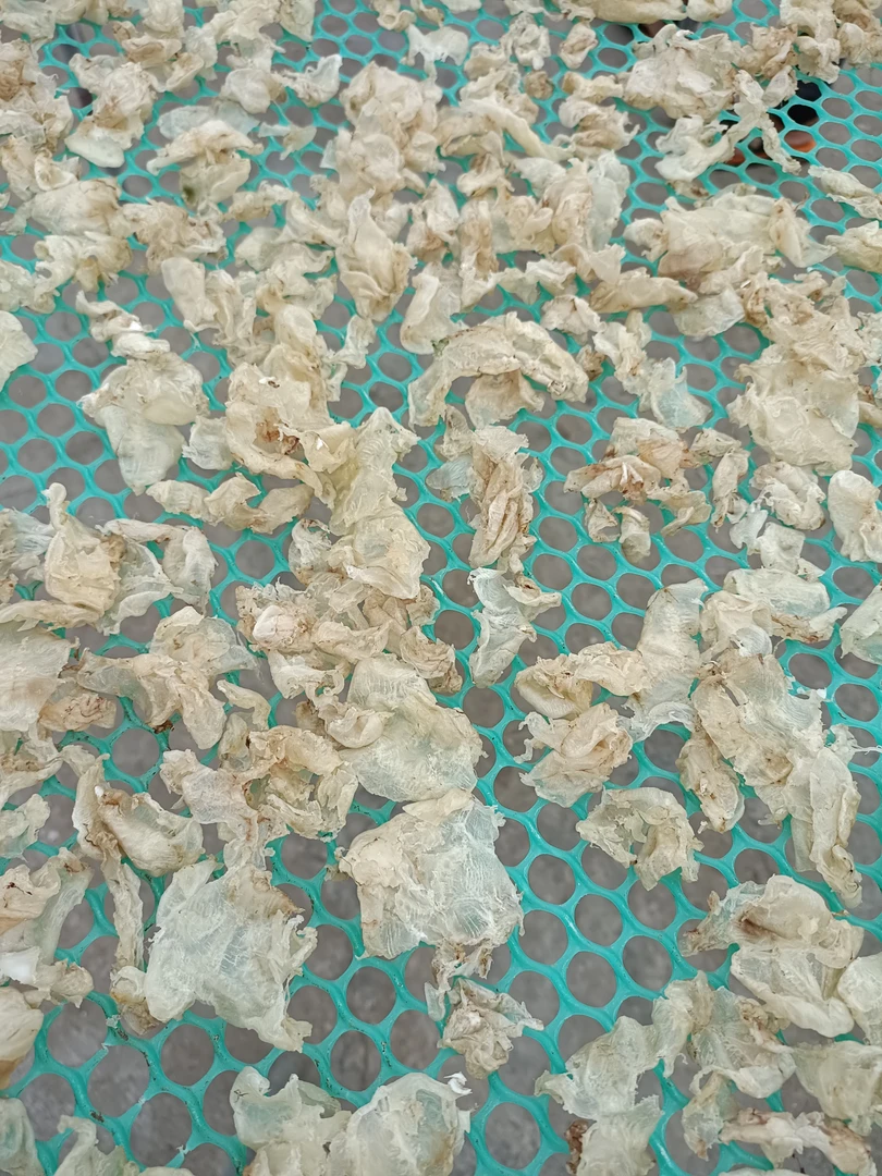 湛江水产:常仔鱼胶100克