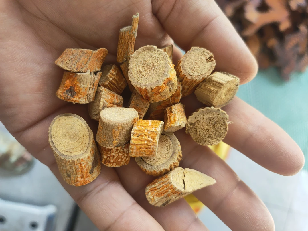 广西十万大山野穿破石根