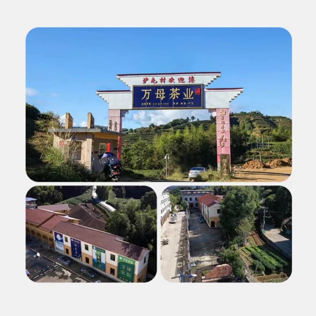 2015年春寿眉 替代链接