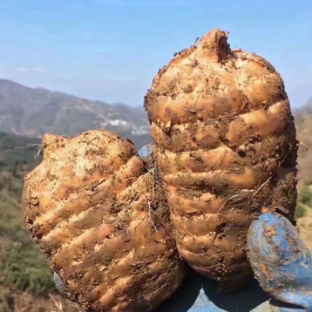 云南昭通小草坝天麻产地直发