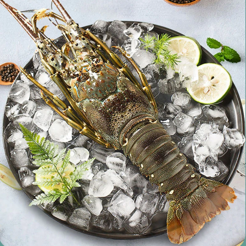 鲜嫩新鲜生猛活冻发货 小青龙8-10两一只