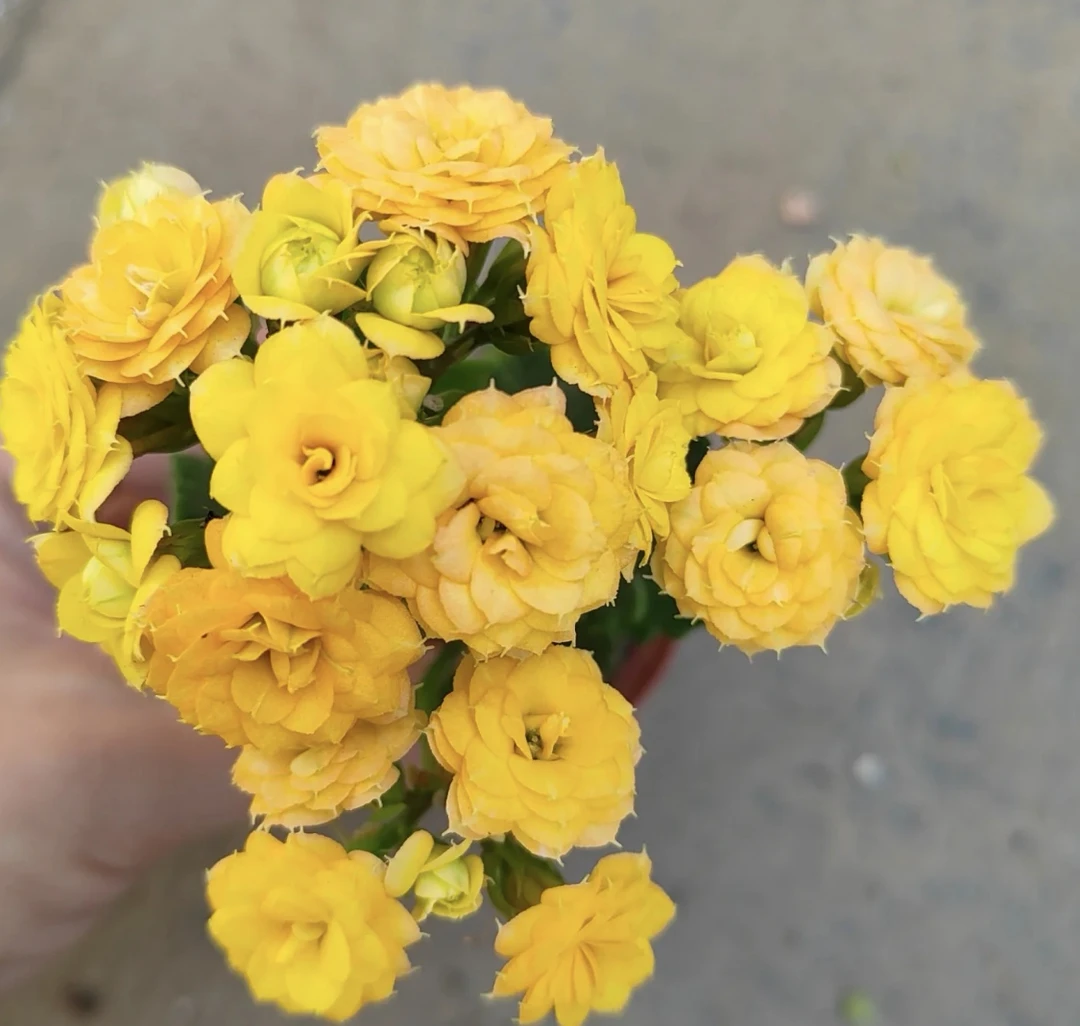 黄巴黎长寿花，80盆