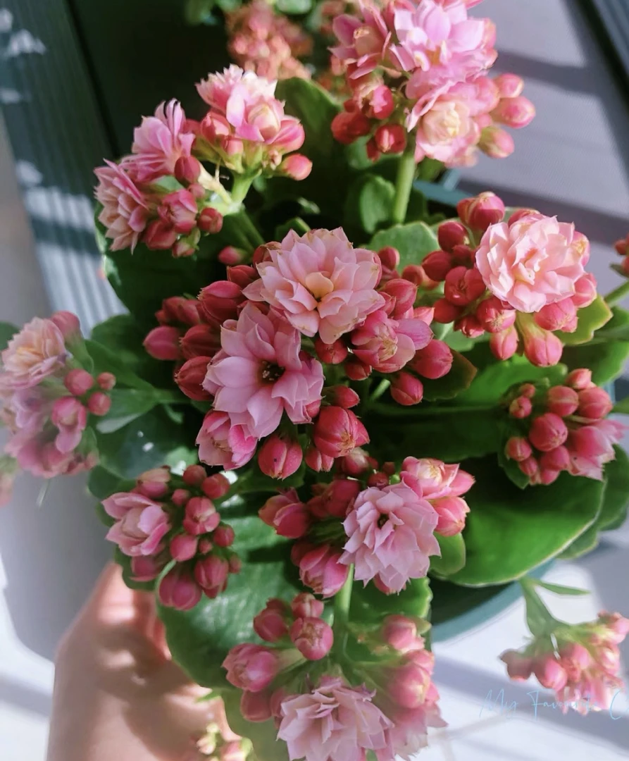 人面桃花长寿花，110盆土